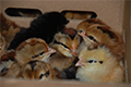Kementan: Harga Ayam Anjlok Karena Permintaan Pasar Turun