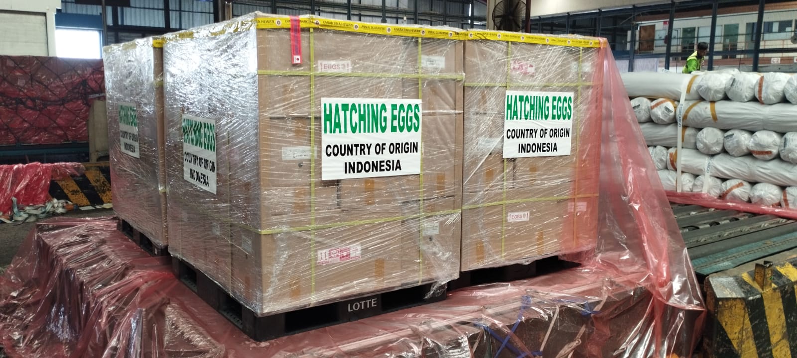 Perdana, Indonesia Berhasil Tembus Ekspor Telur Tetas Ayam ke Brunei Darussalam