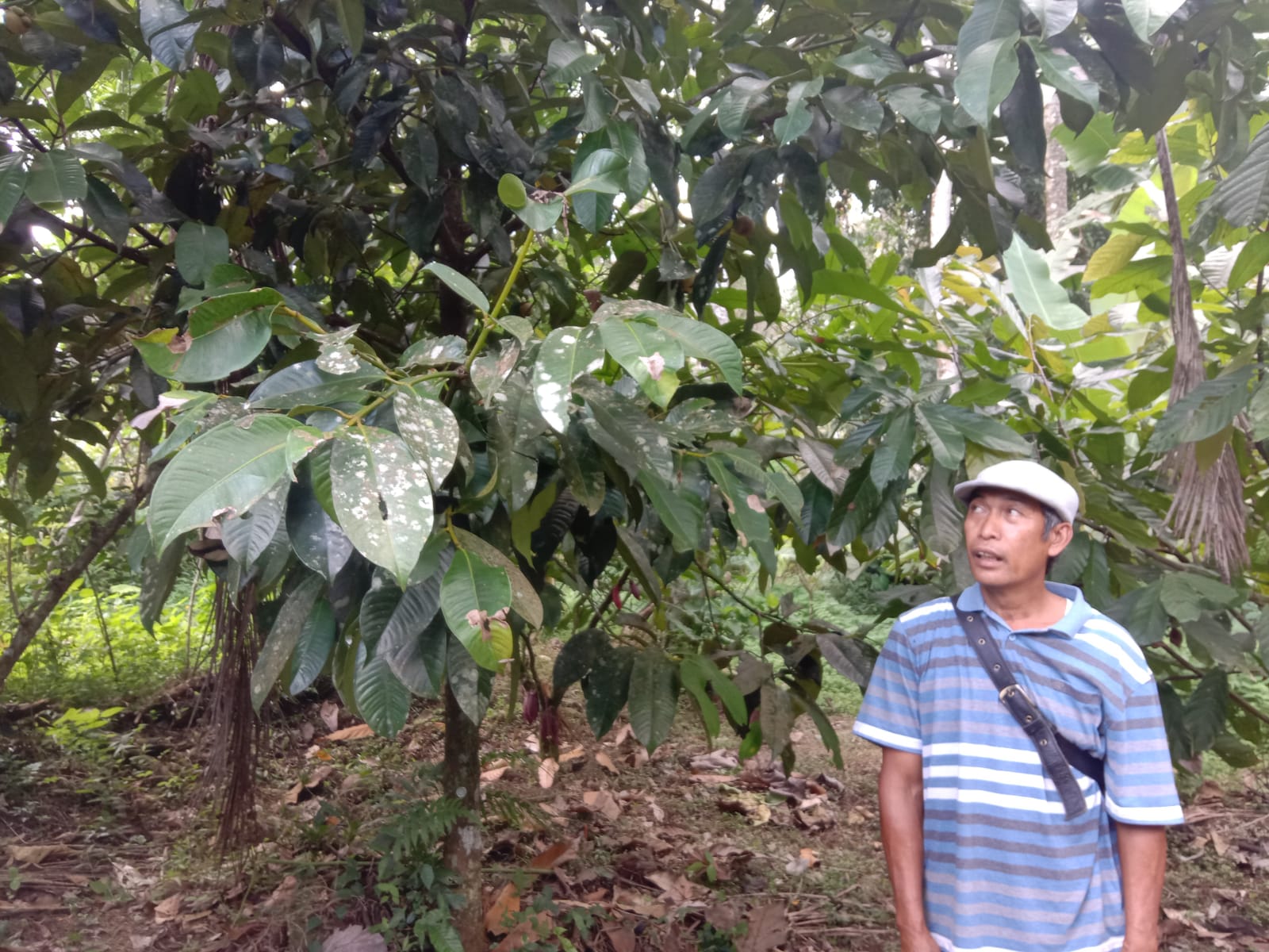Bali Mendesak Perlu Kembangkan Kakao