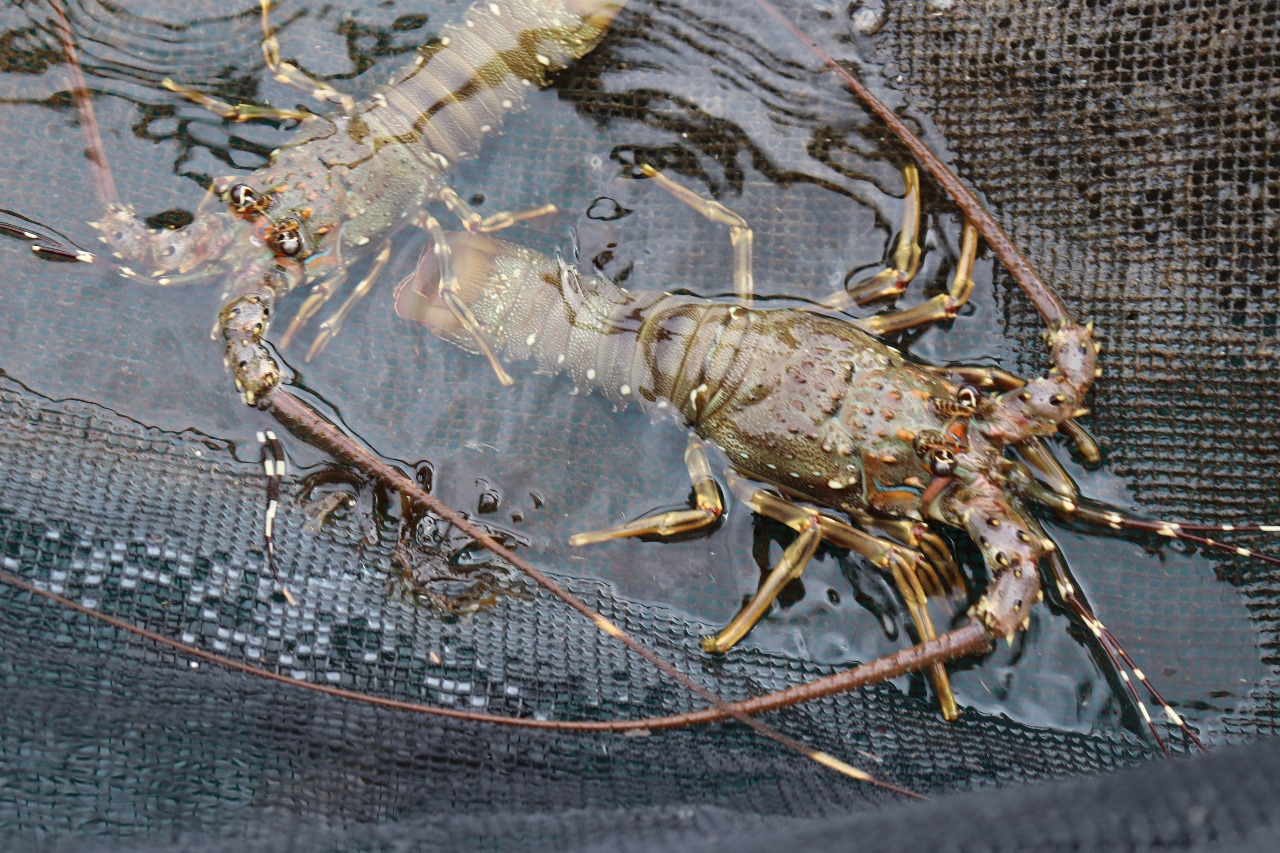 KKP Gandeng Kejagung untuk Kawal Implementasi Aturan Tata Kelola Lobster