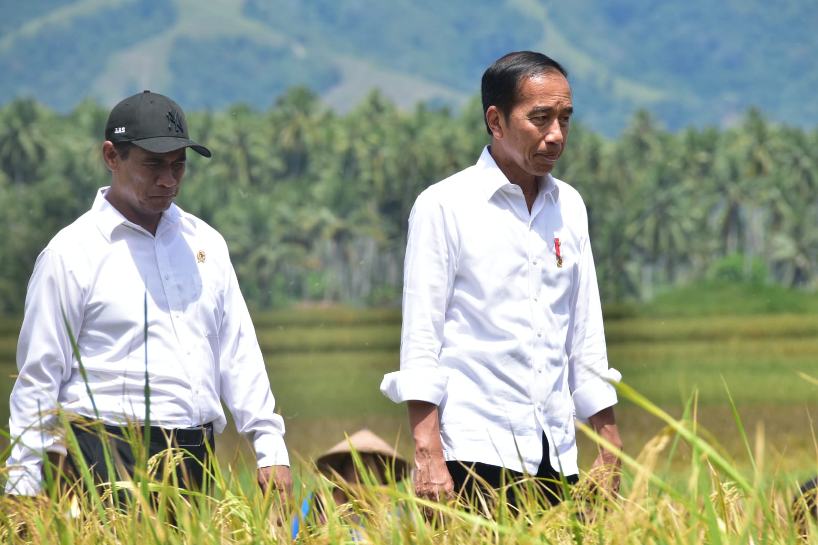  Di Sulteng, Presiden Jokowi Apresiasi Gebrakan Mentan Amran Lakukan Percepatan Tanam Padi